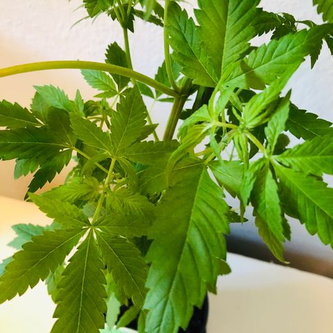 Berlin growlog timeline photo
