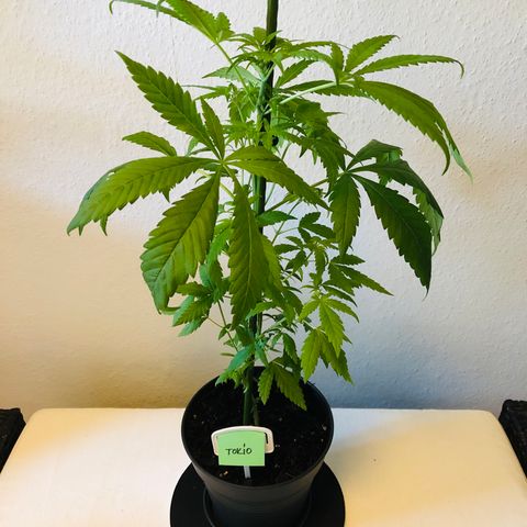 Tokio growlog timeline photo