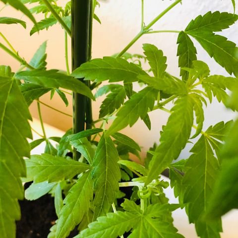 Tokio growlog timeline photo