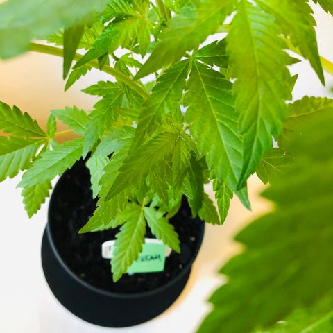 Amsterdam growlog timeline photo
