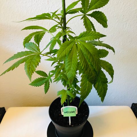 Amsterdam growlog timeline photo