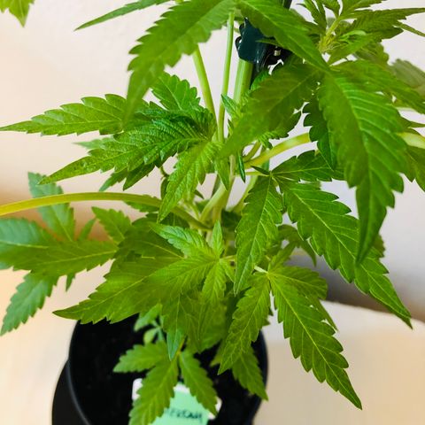Amsterdam growlog timeline photo