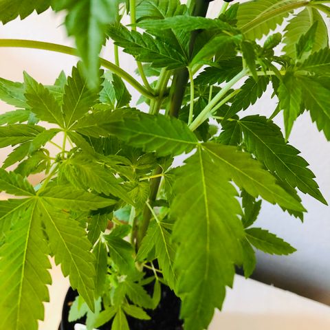 Berlin growlog timeline photo