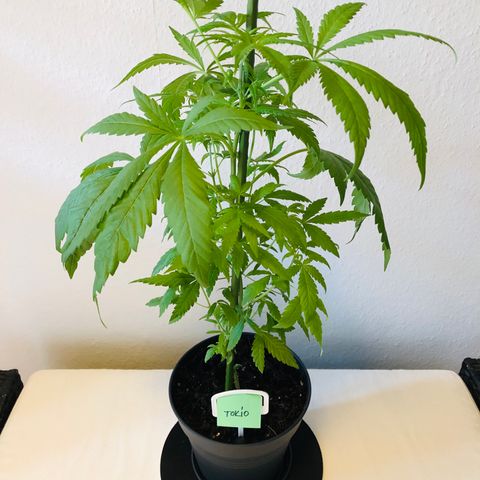 Tokio growlog timeline photo