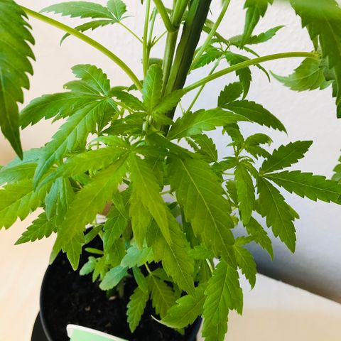 Tokio growlog timeline photo