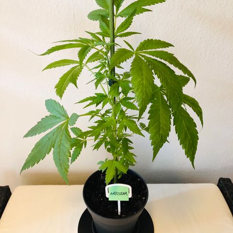 Amsterdam growlog timeline photo
