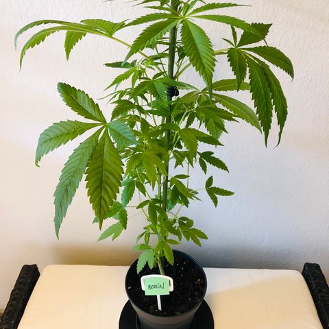 Berlin growlog timeline photo