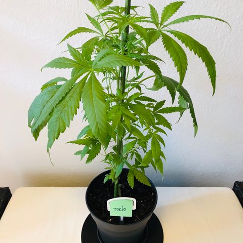 Tokio growlog timeline photo