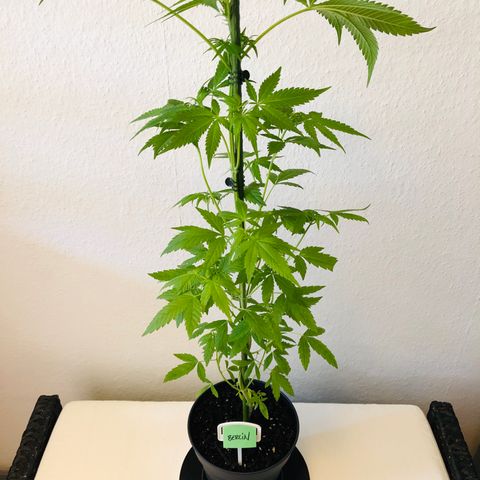 Berlin growlog timeline photo