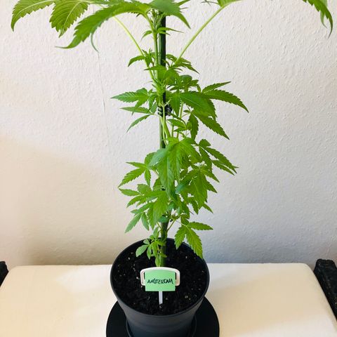 Amsterdam growlog timeline photo