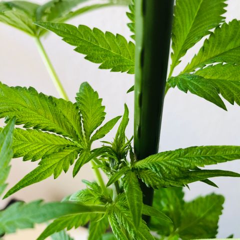 Amsterdam growlog timeline photo