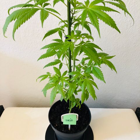 Tokio growlog timeline photo
