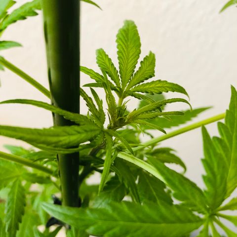 Tokio growlog timeline photo