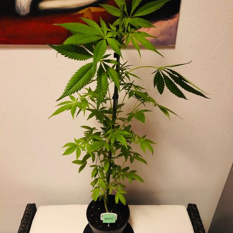 Berlin growlog timeline photo