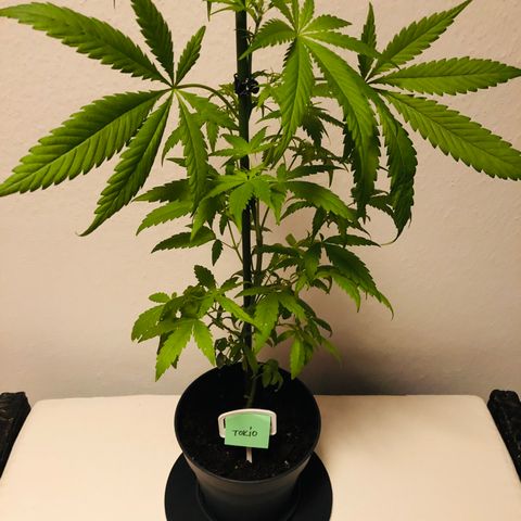 Tokio growlog timeline photo