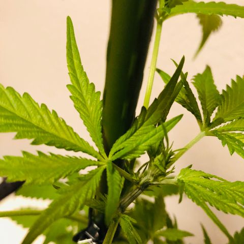 Tokio growlog timeline photo