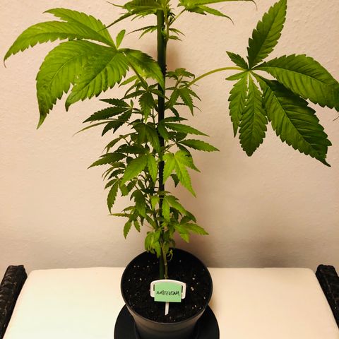 Amsterdam growlog timeline photo