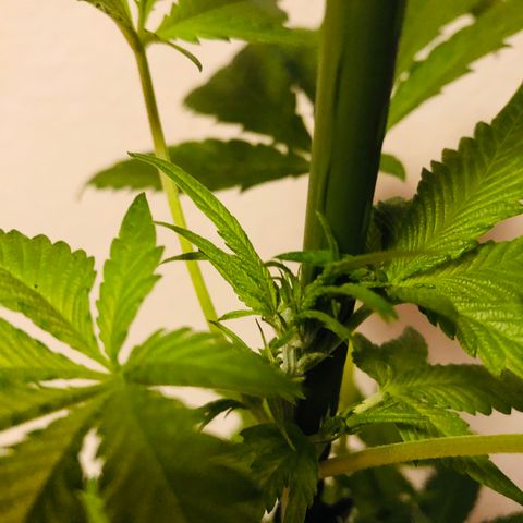 Amsterdam growlog timeline photo