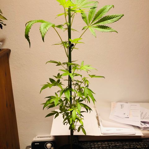 Amsterdam growlog timeline photo