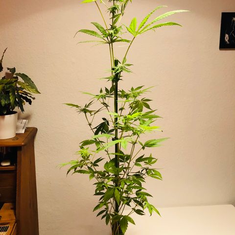 Berlin growlog timeline photo