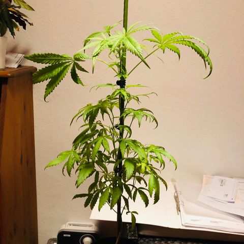 Tokio growlog timeline photo