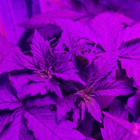 Lemon cherry cookie  #1 growlog timeline photo