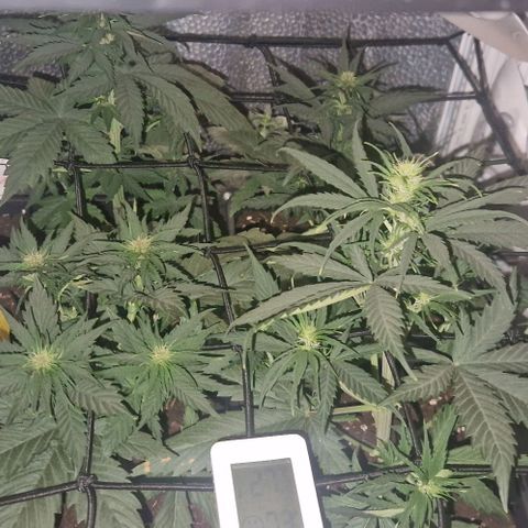 Lemon cherry cookie  #2 growlog timeline photo