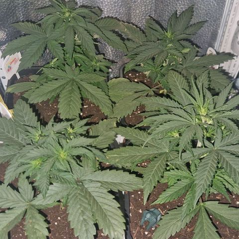 Lemon cherry cookie  #2 growlog timeline photo