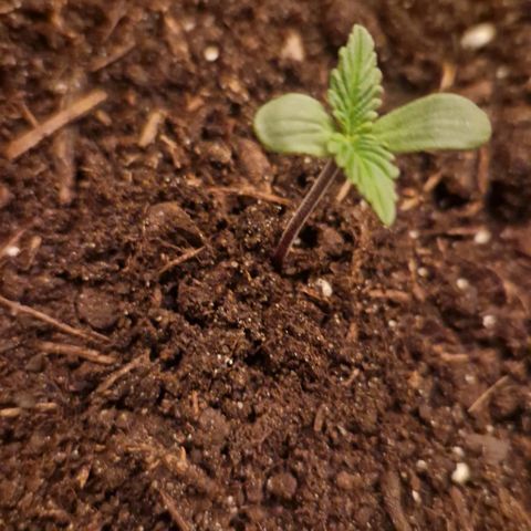 Lemon cherry cookie  #2 growlog timeline photo