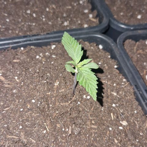 Lemon cherry cookie  #2 growlog timeline photo