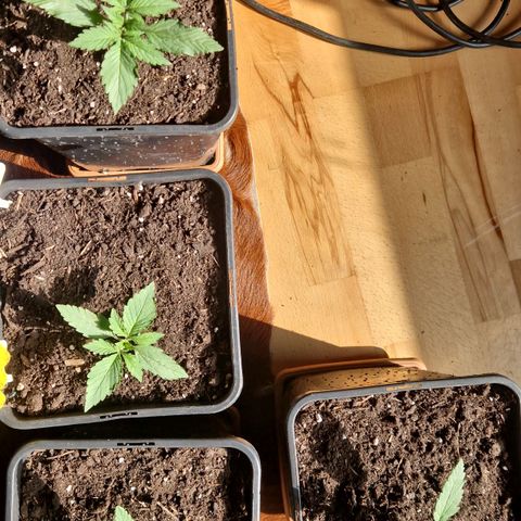 Lemon cherry cookie  #2 growlog timeline photo