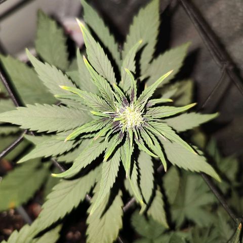 Lemon cherry cookie  #2 growlog timeline photo