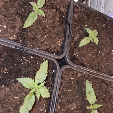 Lemon cherry cookie  #2 growlog timeline photo