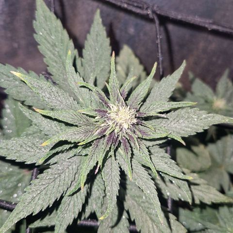 Lemon cherry cookie  #2 growlog timeline photo