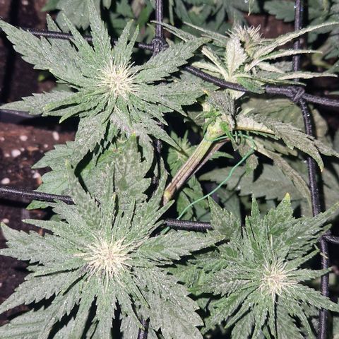 Lemon cherry cookie  #1 growlog photo: Ins Netz gebogen 