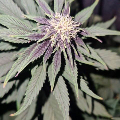 Lemon cherry cookie  #2 growlog timeline photo