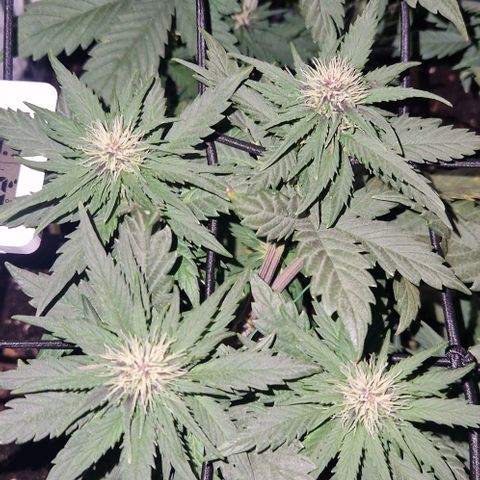 Lemon cherry cookie  #1 growlog timeline photo
