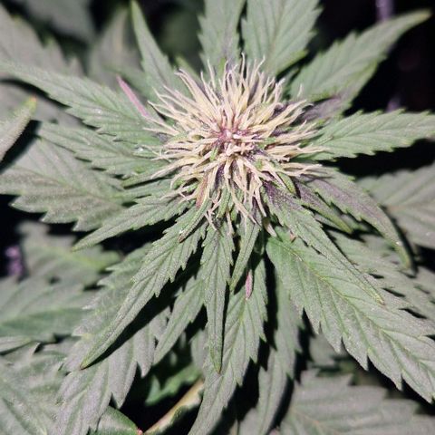 Lemon cherry cookie  #1 growlog timeline photo