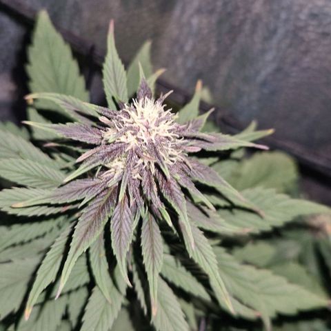 Lemon cherry cookie  #2 growlog timeline photo