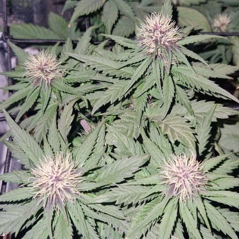 Lemon cherry cookie  #1 growlog timeline photo
