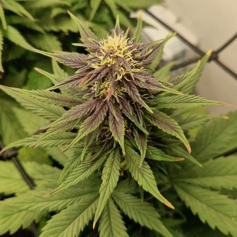 Lemon cherry cookie  #2 growlog timeline photo