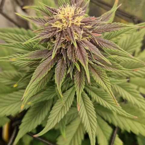 Lemon cherry cookie  #2 growlog timeline photo