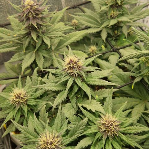 Lemon cherry cookie  #1 growlog timeline photo