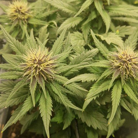 Lemon cherry cookie  #1 growlog timeline photo