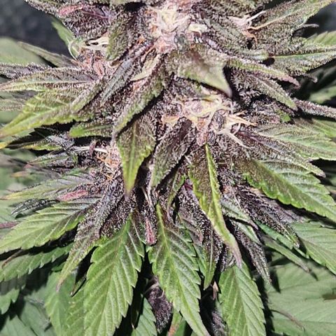 Lemon cherry cookie  #2 growlog timeline photo