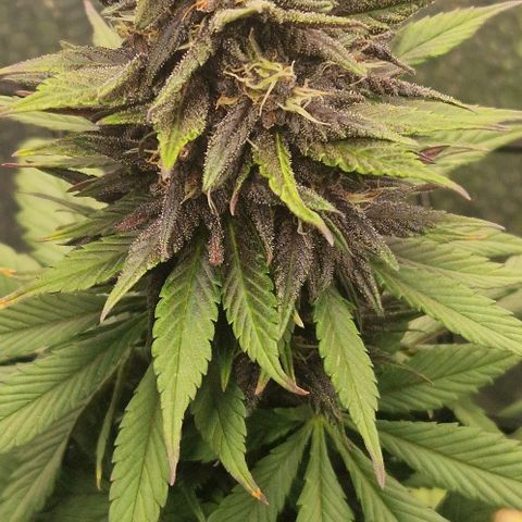 Lemon cherry cookie  #2 growlog timeline photo