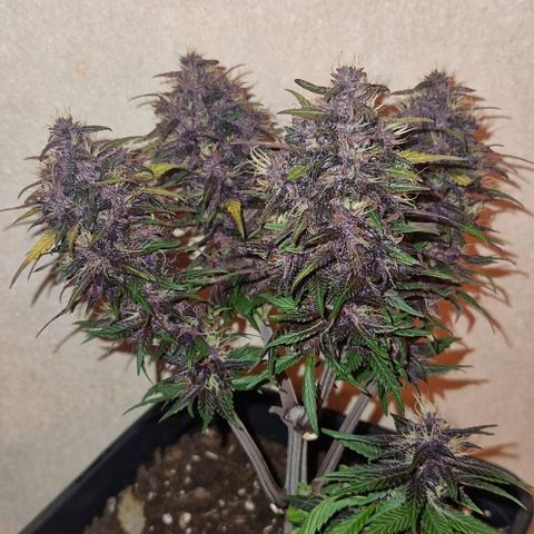 Lemon cherry cookie  #1 growlog timeline photo