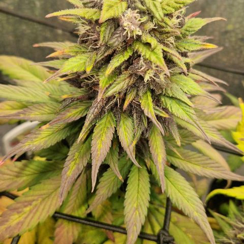 Lemon cherry cookie  #2 growlog timeline photo