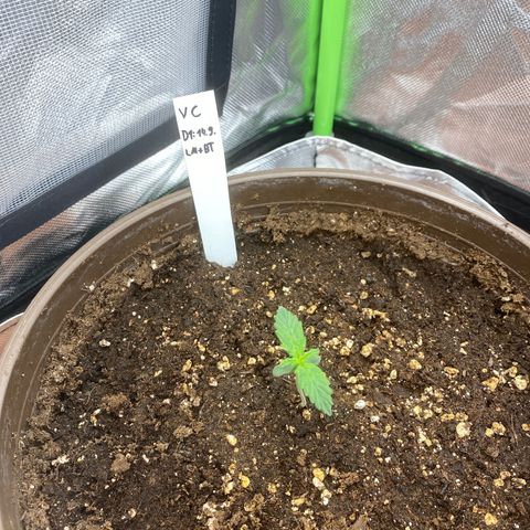 Vision Caramello Auto Light Biotabs  growlog timeline photo