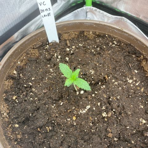 Vision Caramello Auto Light Biotabs  growlog timeline photo